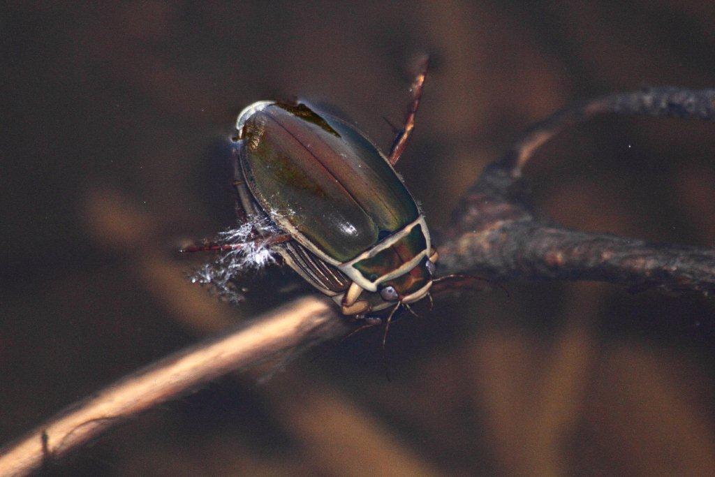 Ditischi in accoppiamento: Dytiscus marginalis/pisanus